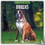 Red Robin - Boxers 2026 Square Wall Calendar