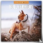 Red Robin - Bull Terriers 2026 Square Wall Calendar
