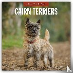 Red Robin - Cairn Terriers 2026 Square Wall Calendar