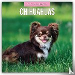 Red Robin - Chihuahuas 2026 Square Wall Calendar