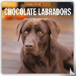 Red Robin - Chocolate Labradors 2026 Square Wall Calendar