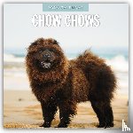 Red Robin - Chow Chows 2026 Square Wall Calendar