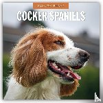 Red Robin - Cocker Spaniels 2026 Square Wall Calendar