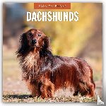 Red Robin - Dachshunds 2026 Square Wall Calendar