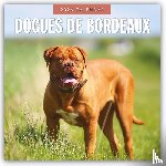 Red Robin - Dogues de Bordeaux 2026 Square Wall Calendar