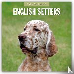 Red Robin - English Setters 2026 Square Wall Calendar