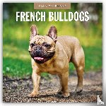 Red Robin - French Bulldogs 2026 Square Wall Calendar