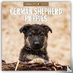 Red Robin - German Shepherd Puppies 2026 Square Wall Calendar