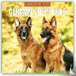 Red Robin - German Shepherds 2026 Square Wall Calendar