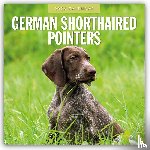 Red Robin - German Shorthaired Pointers 2026 Square Wall Calendar