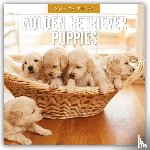 Red Robin - Golden Retriever Puppies 2026 Square Wall Calendar