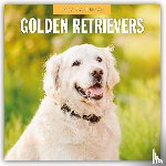 Red Robin - Golden Retrievers 2026 Square Wall Calendar