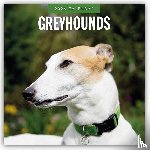 Red Robin - Greyhounds 2026 Square Wall Calendar