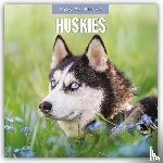 Red Robin - Huskies 2026 Square Wall Calendar