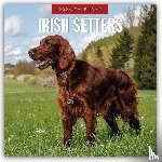 Red Robin - Irish Setters 2026 Square Wall Calendar