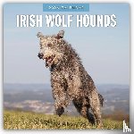 Red Robin - Irish Wolf Hounds 2026 Square Wall Calendar