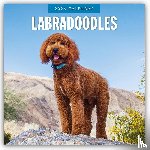Red Robin - Labradoodles 2026 Square Wall Calendar