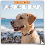 Red Robin - Labrador Retrievers 2026 Square Wall Calendar