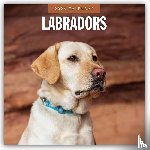 Red Robin - Labradors 2026 Square Wall Calendar