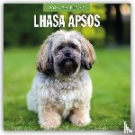 Red Robin - Lhasa Apsos 2026 Square Wall Calendar