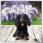 Red Robin - Long-haired Dachshunds 2026 Square Wall Calendar