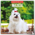Red Robin - Maltese 2026 Square Wall Calendar