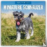 Red Robin - Miniature Schnauzer 2026 Square Wall Calendar
