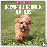 Red Robin - Norwich & Norfolk Terriers 2026 Square Wall Calendar