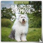Red Robin - Old English Sheepdogs 2026 Square Wall Calendar