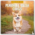Red Robin - Pembroke Welsh Corgis 2026 Square Wall Calendar