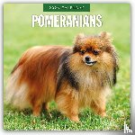 Red Robin - Pomeranians 2026 Square Wall Calendar