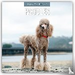 Red Robin - Poodles 2026 Square Wall Calendar