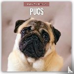 Red Robin - Pugs 2026 Square Wall Calendar