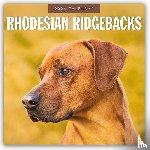 Red Robin - Rhodesian Ridgebacks 2026 Square Wall Calendar