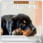 Red Robin - Rottweiler Puppies 2026 Square Wall Calendar