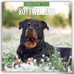 Red Robin - Rottweilers 2026 Square Wall Calendar