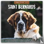 Red Robin - Saint Bernards 2026 Square Wall Calendar