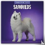 Red Robin - Samoyeds 2026 Square Wall Calendar