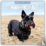 Red Robin - Scottish Terriers 2026 Square Wall Calendar