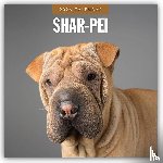 Red Robin - Shar-Pei 2026 Square Wall Calendar