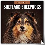Red Robin - Shetland Sheepdogs 2026 Square Wall Calendar
