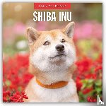 Red Robin - Shiba Inu 2026 Square Wall Calendar