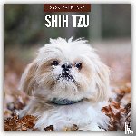 Red Robin - Shih Tzu 2026 Square Wall Calendar