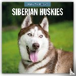 Red Robin - Siberian Huskies 2026 Square Wall Calendar