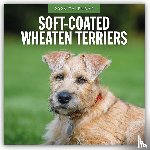Red Robin - Soft-coated Wheaten Terriers 2026 Square Wall Calendar
