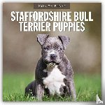 Red Robin - Staffordshire Bull Terrier Puppies 2026 Square Wall Calendar