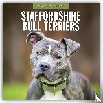 Red Robin - Staffordshire Bull Terriers 2026 Square Wall Calendar