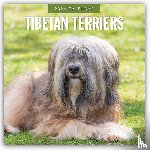 Red Robin - Tibetan Terriers 2026 Square Wall Calendar