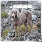 Red Robin - Weimaraners 2026 Square Wall Calendar