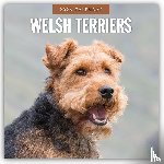 Red Robin - Welsh Terriers 2026 Square Wall Calendar